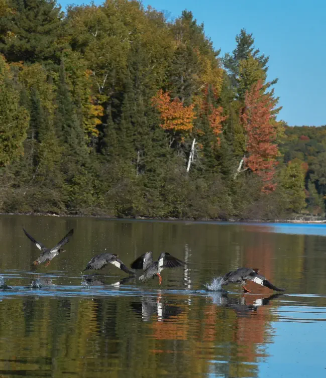 geese landing on lake in Iron County geese landing on lake in Iron County