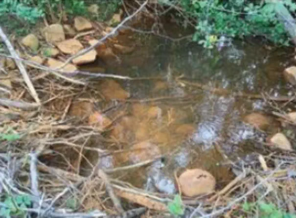 Iron precipitate on aquatic systems at the Dober Mine