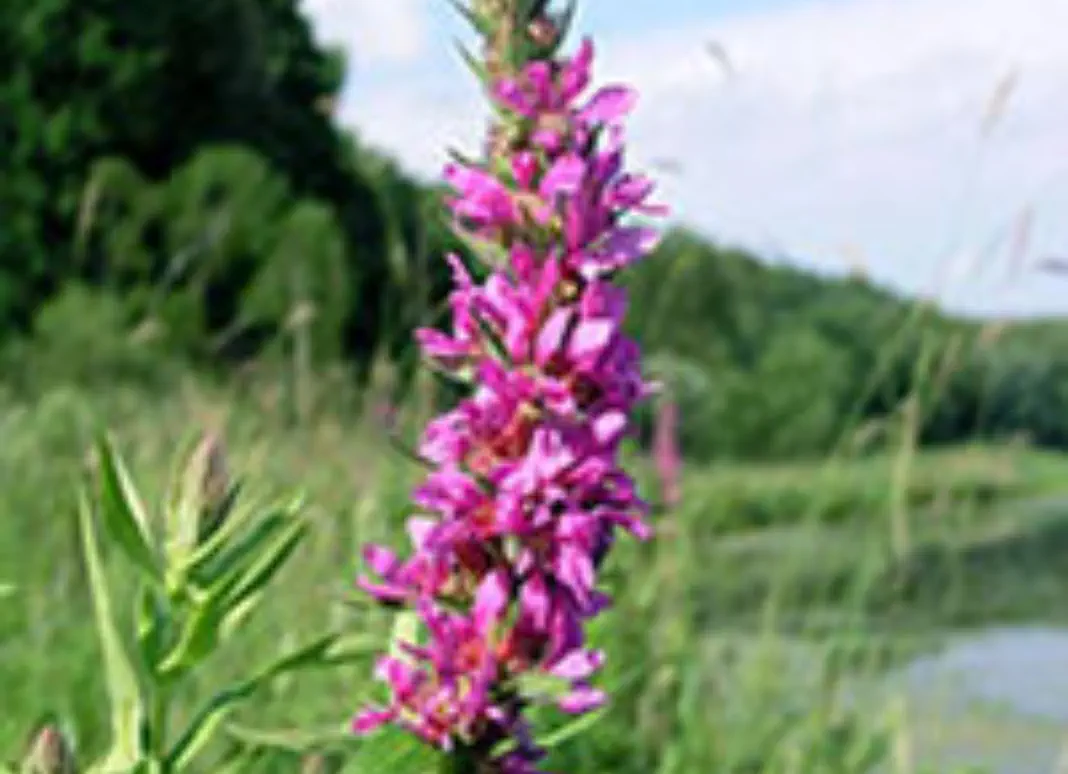 Purple loosestrife flower