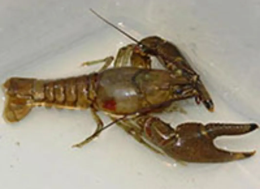 Rusty Crayfish