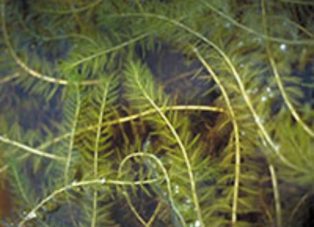Eurasian water-milfoil