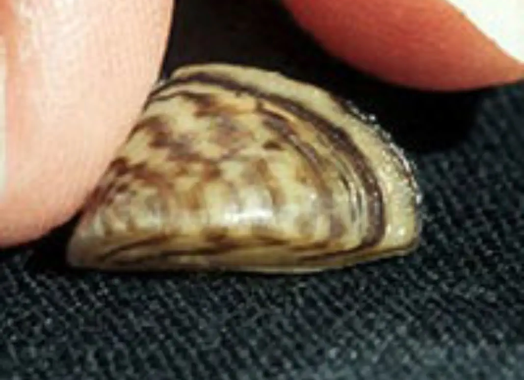 Eurasian water-milfoil