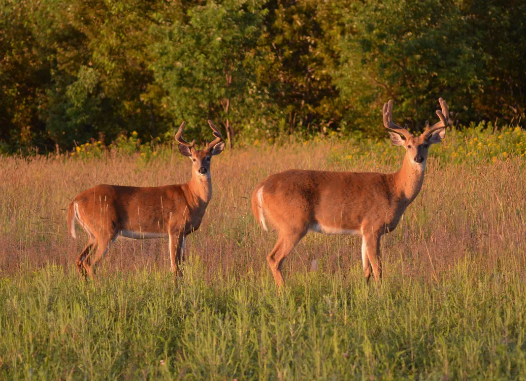 Doe and buck in field