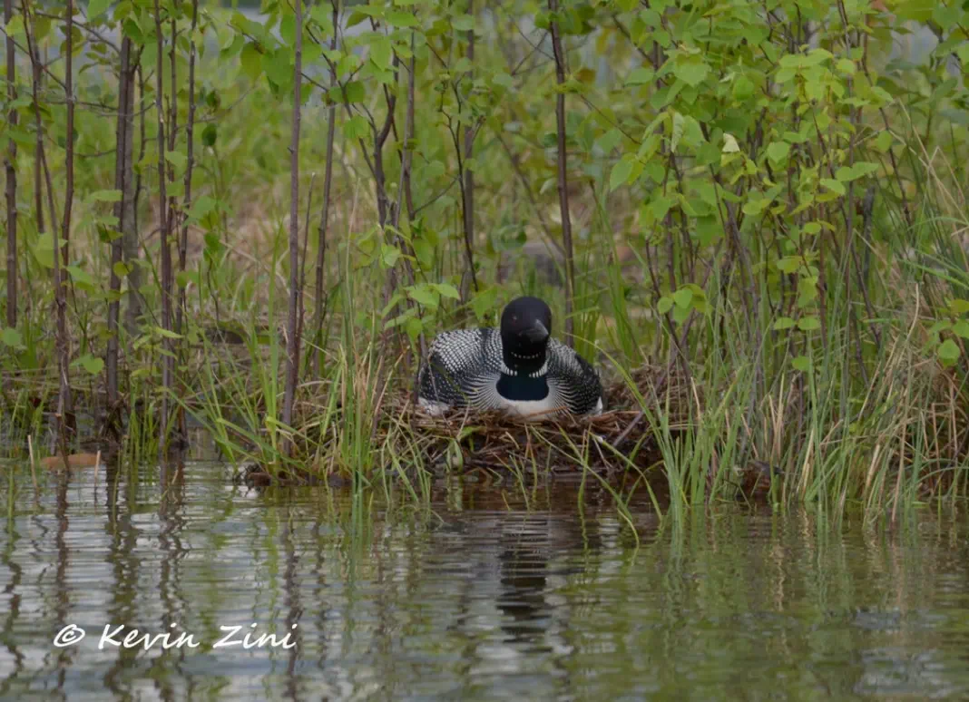 Loon nesting on edge of water