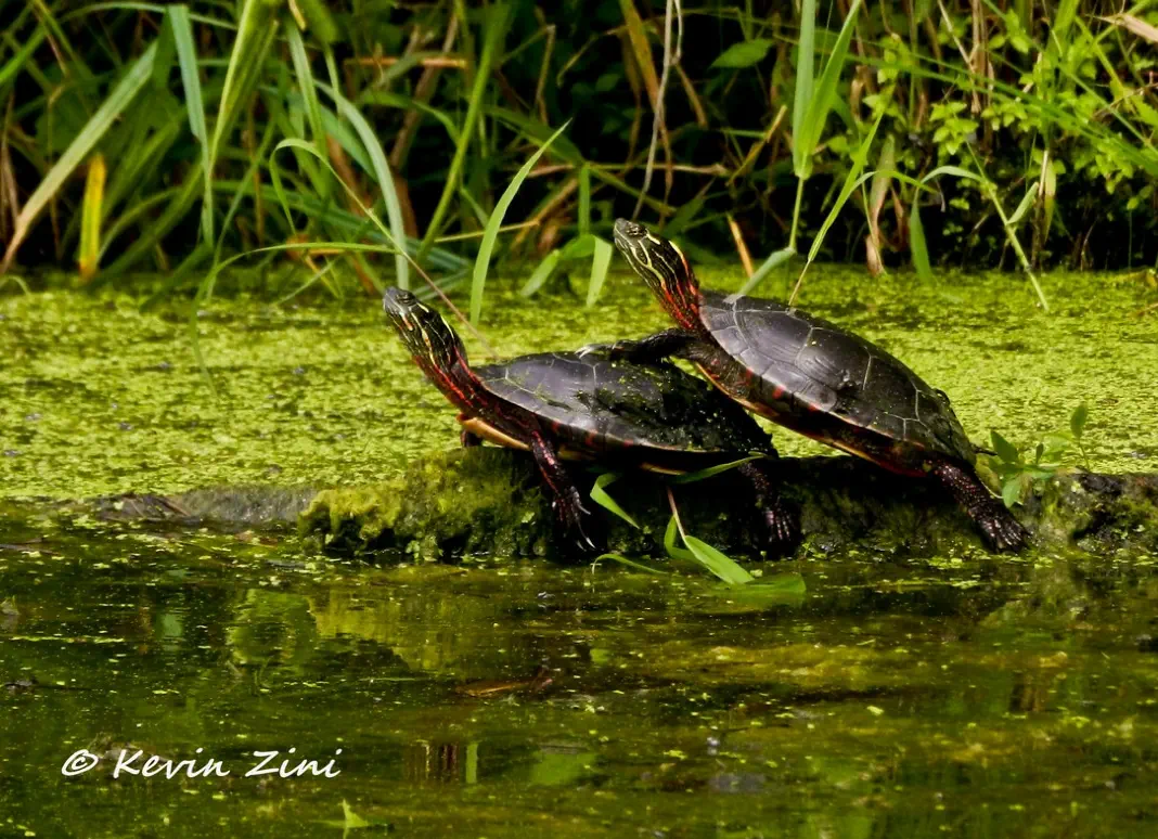 Closeup of two turtles
